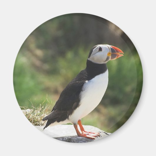 Puffin Magneet (Voorkant)