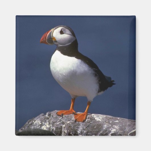 Puffin Magneet (Voorkant)