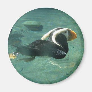 Puffin Magneet