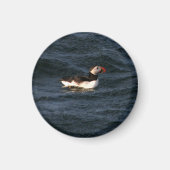 Puffin Magnet (Voorkant)