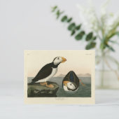 Puffin met grote kieuwen - Amerikaanse vogels Briefkaart (Staand voorkant)