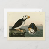 Puffin met grote kieuwen - Amerikaanse vogels Briefkaart (Voorkant / Achterkant)