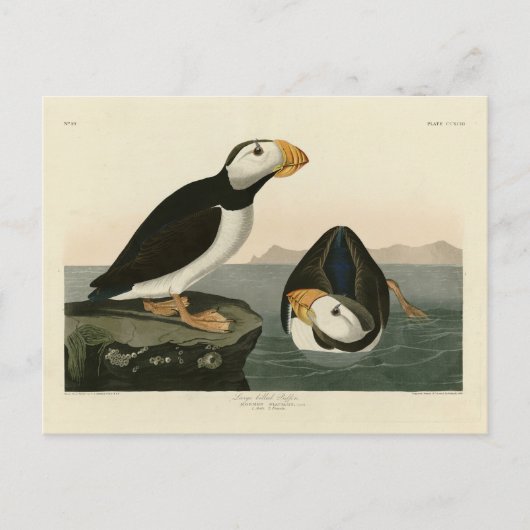 Puffin met grote kieuwen - Amerikaanse vogels Briefkaart (Voorkant)
