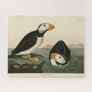 Puffin met grote kieuwen - Amerikaanse vogels Legpuzzel