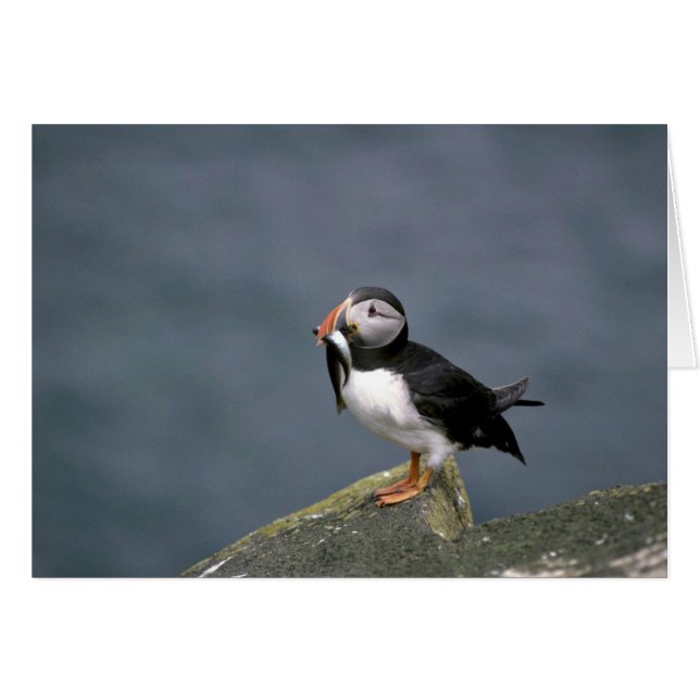 Puffin met vis (Voorkant Horizontaal)