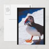 Puffin met vis briefkaart (Voorkant / Achterkant)