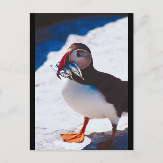 Puffin met vis briefkaart (Voorkant)