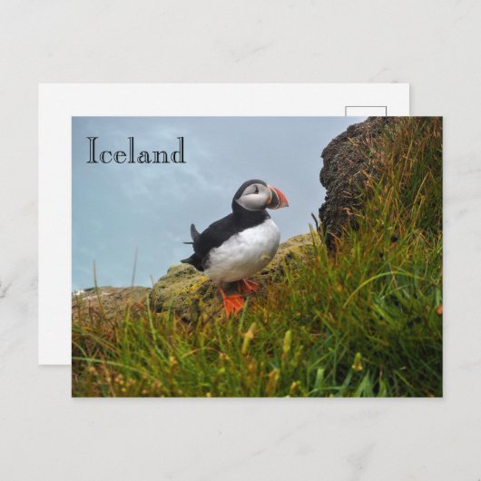 Puffin on a Cliff in IJsland Briefkaart (Voorkant / Achterkant)