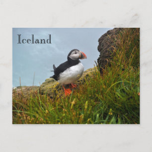 Puffin on a Cliff in IJsland Briefkaart