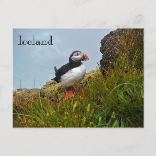 Puffin on a Cliff in IJsland Briefkaart (Voorkant)