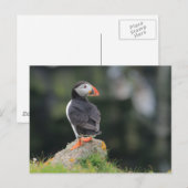 Puffin on a Rock Briefkaart (Voorkant / Achterkant)