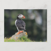 Puffin on a Rock Briefkaart (Voorkant)