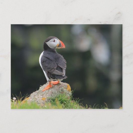 Puffin on a Rock Briefkaart (Voorkant)