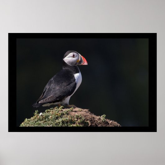 Puffin on Rock Poster (Voorkant)
