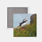 Puffin op een Cliff Fridge Magnet (Voorkant / Achterkant)
