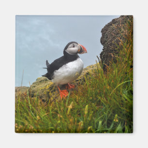 Puffin op een Cliff Fridge Magnet