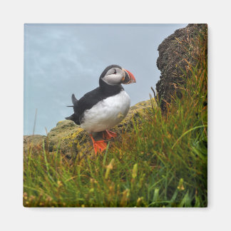 Puffin op een Cliff Fridge Magnet