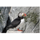 Puffin op rotsculptuur staand fotobeeldje<br><div class="desc">Atlantische puffin op rotsen</div>