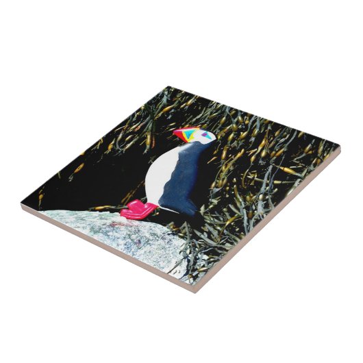 puffin op rotstegels tegeltje (Zijkant)