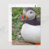 Puffin op Skomer Island Briefkaart (Voorkant / Achterkant)