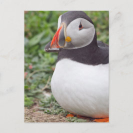 Puffin op Skomer Island Briefkaart