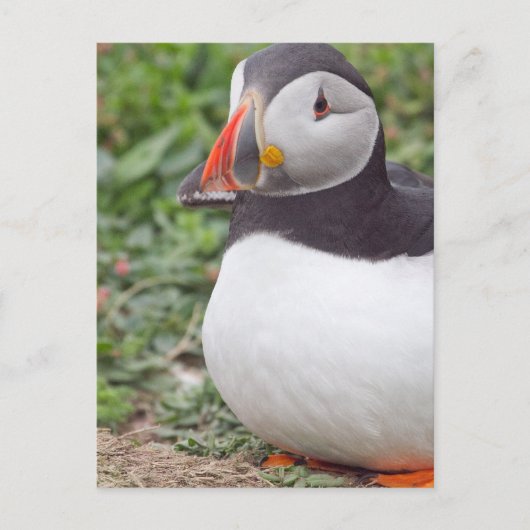 Puffin op Skomer Island Briefkaart (Voorkant)