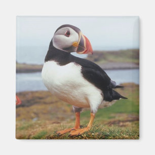 Puffin Perched Magneet