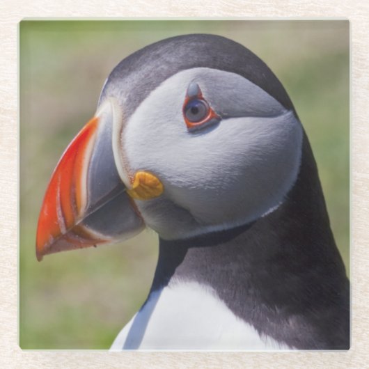 Puffin Portrait Glass Onderzetter (Voorkant)