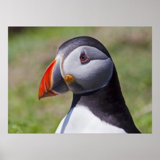 Puffin Portret Print (Voorkant)