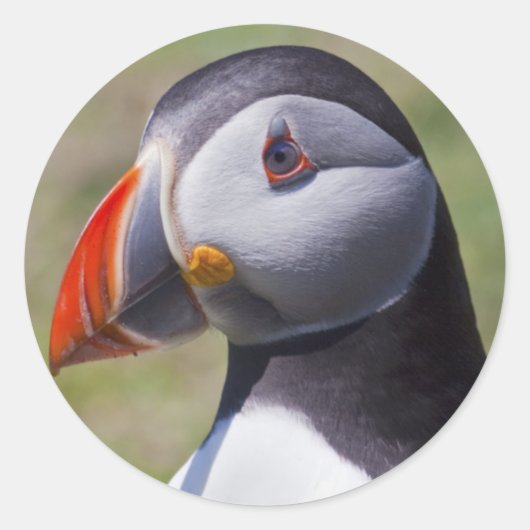Puffin Portret Stickers (Voorkant)