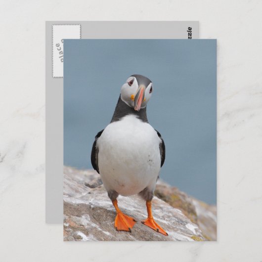 Puffin Pose Briefkaart (Voorkant / Achterkant)