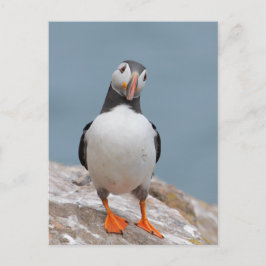 Puffin Pose Briefkaart