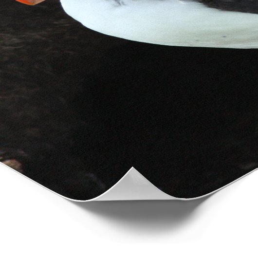 Puffin Poster (Hoek)