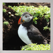Puffin Poster (Voorkant)