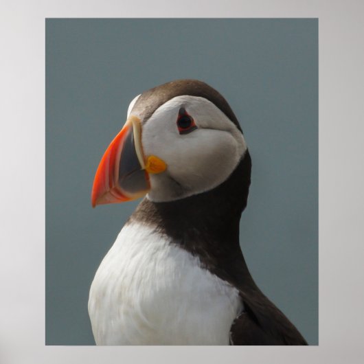 Puffin Poster (Voorkant)