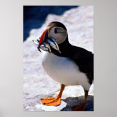Puffin Poster (Voorkant)