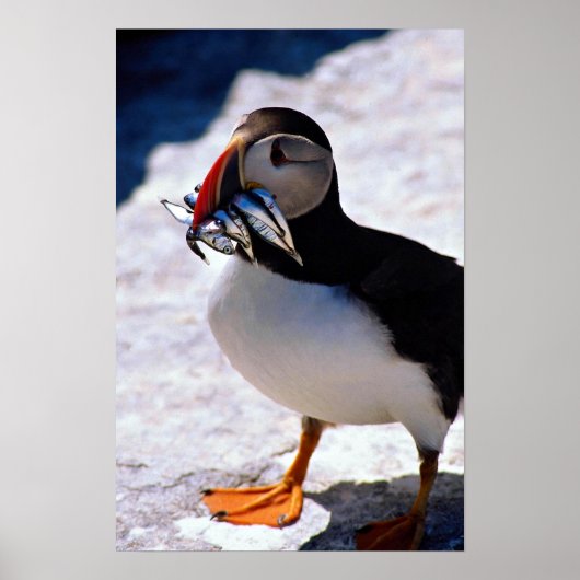 Puffin Poster (Voorkant)