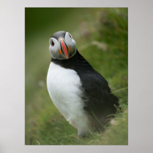 Puffin-poster Poster