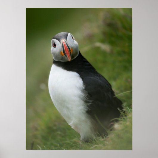 Puffin-poster Poster (Voorkant)