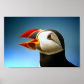 Puffin-Poster Poster (Voorkant)