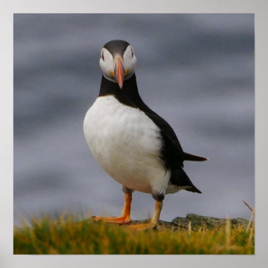 Puffin-Poster Poster (Voorkant)