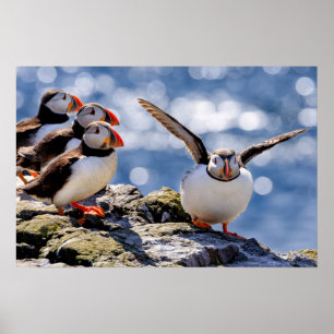 Puffin-poster Poster