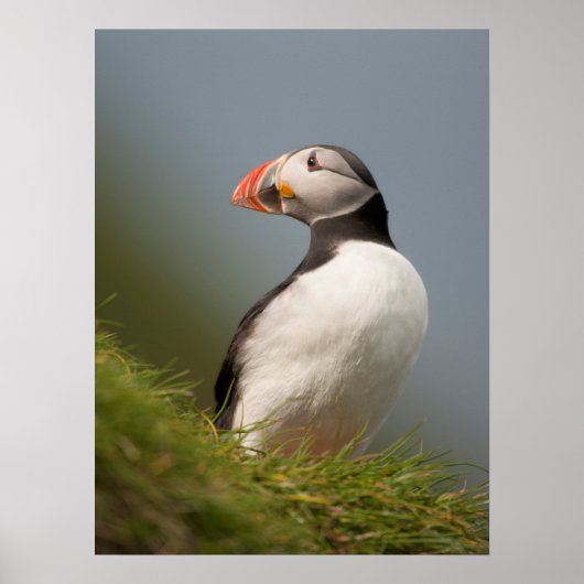 Puffin-poster Poster (Voorkant)