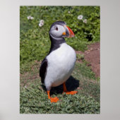 Puffin Print (Voorkant)