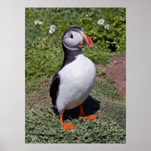 Puffin Print (Voorkant)