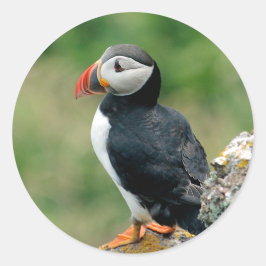 Puffin Ronde Sticker (Voorkant)