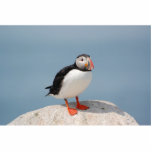 Puffin sculptuur staand fotobeeldje<br><div class="desc">Atlantische puffin</div>