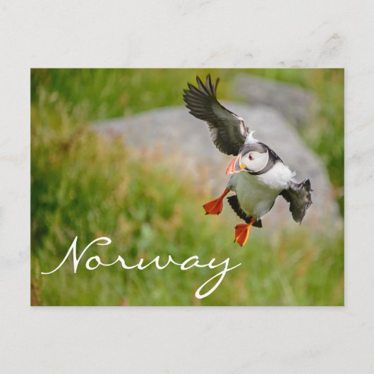 Puffin vliegend in het Noorse briefkaart (Voorkant)