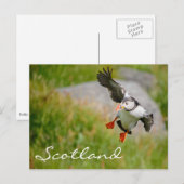 Puffin vliegend in Schotland tekstbriefkaart Briefkaart (Voorkant / Achterkant)