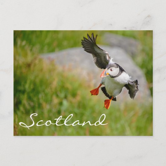 Puffin vliegend in Schotland tekstbriefkaart Briefkaart (Voorkant)